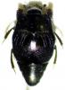 Saprinus acuminatus
